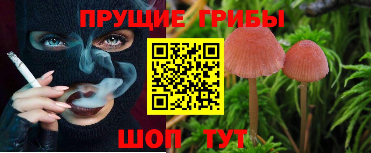 Псилоцибиновые грибы мицелий Дивногорск